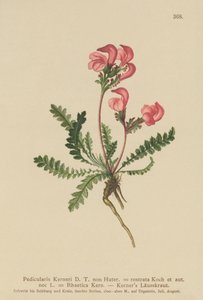 Kerners Ratelaar (Pedicularis Kerneri, Rhaetica Kerneri, Pedicularis rostrata, Pedicularis Rhaetica) door German School